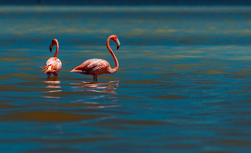 Amerikaanse flamingo by Maarten Verhees