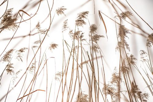 Riet vanaf onderaf gezien