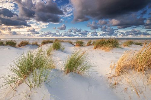 Dunes Oosterend Terschelling