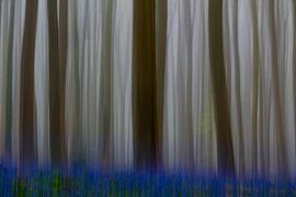 Hallerbos ICM
