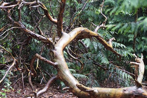 Zeister bos na regen en wind