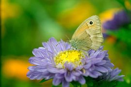 Bruin zandoogje by Marcel Tiemens