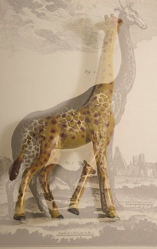 Double Exposure Giraffe