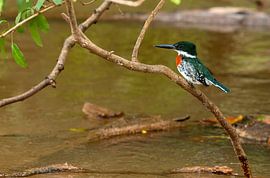 Groene ijsvogel by Maarten Verhees
