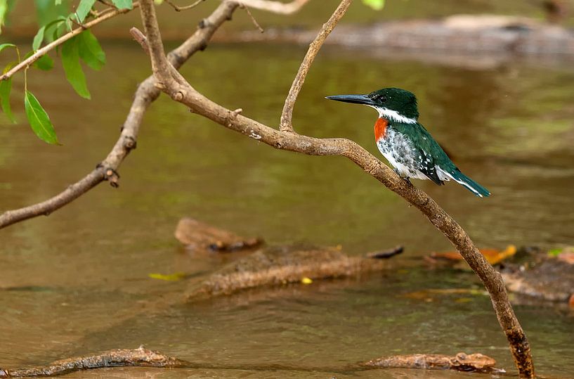 Groene ijsvogel von Maarten Verhees