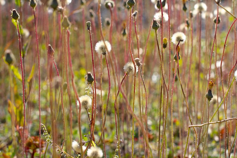 Paardebloemen van Marianna Pobedimova