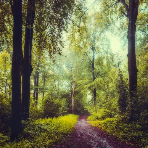 Summer morning in deciduous forest