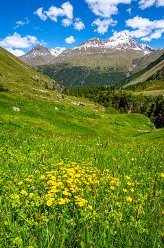 Frühlingshafte Wiese in den Tiroler Alpen in Österreich von Sjoerd van der Wal Fotografie