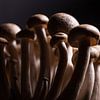Brown beech mushrooms by Marjolijn van den Berg