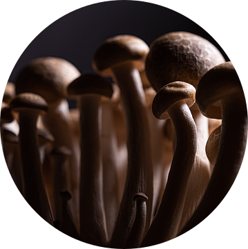 Op weg naar de keuken: Bruine beukenzwammetjes van Marjolijn van den Berg