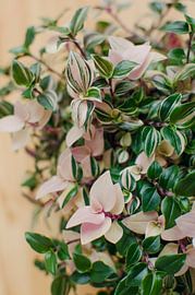 Pflanze mit grünen und rosa Blättern - Botanische Fotografie von Carolina Reina Photography