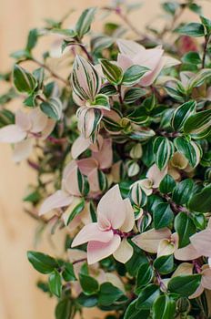 Groene en roze bladplant - Botanische fotografie