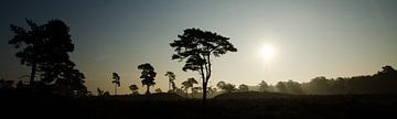 Momen silhouet bij zonsopkomst, Leuvenumse Bossen van Maurice Verschuur