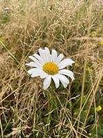 White flower plant