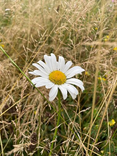 Weiße Blume Pflanze