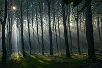 De magie van zonneharpen