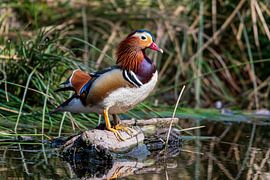 Mandarinente in einem Teich inmitten des Veluwewaldes von Merijn Loch