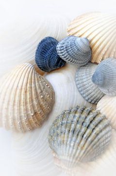 Net Sea Shells van Brian Raggatt