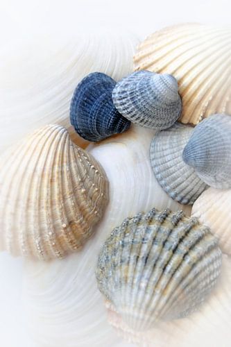 Nur Sea Shells