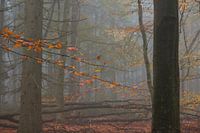 Typical autumn