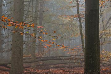 Typical autumn by Manon Zandt