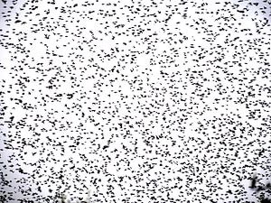 Des centaines d'oiseaux dans le ciel