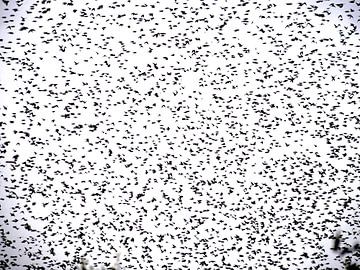 Des centaines d'oiseaux dans le ciel sur Judith van Wijk