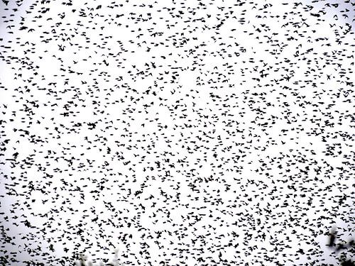 Hundreds of birds in the sky
