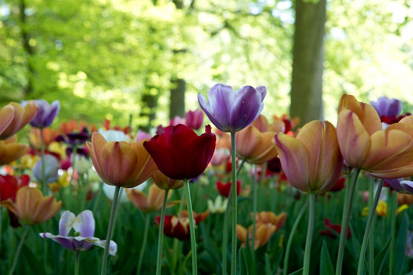 Tulip World by Evelien Bauwens