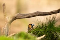 appelvink in het bos