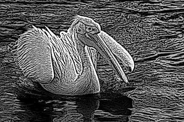 Pelikan. von Jose Lok