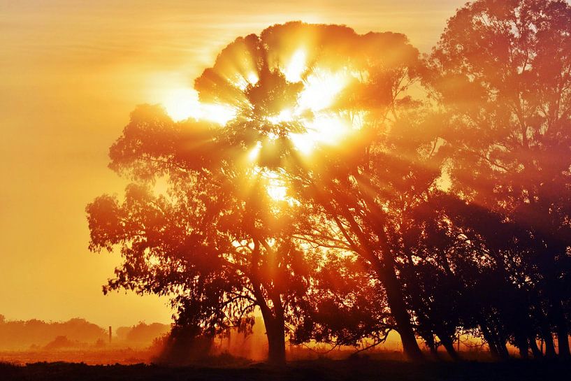 ein grosser Eukalyptus Baum bei Sonnenaufgang von Werner Lehmann