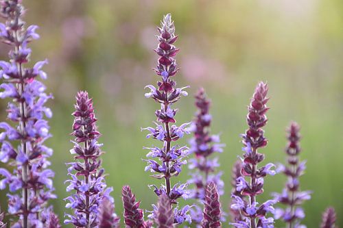 Paarse bloemen in een veld met zonlicht