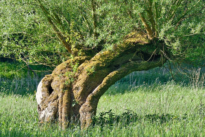 Korbweide (Salix viminalis) am Niederrhein von Peter Eckert