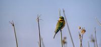 Bee-eater van BL Photography thumbnail