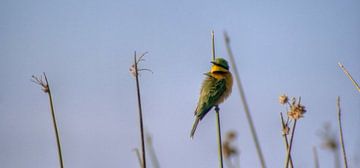 Bee-eater van BL Photography