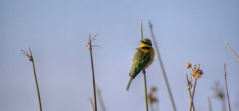 Bee-eater van BL Photography