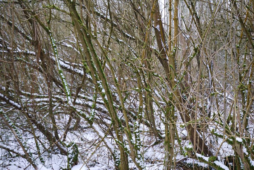 Bomen in winterlandschap in de sneeuw von Ingrid Van Maurik