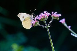 Hungry as a butterfly by Kai Grijff