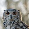 portrait d'un hibou grand-duc sur M. B. fotografie