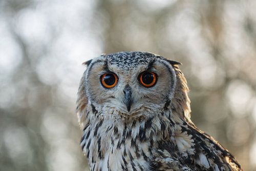 portret van een Oehoe, uil