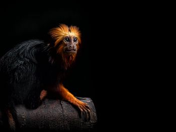 Goldlöckchen-Äffchen