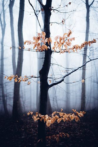 Forêt mystique 017