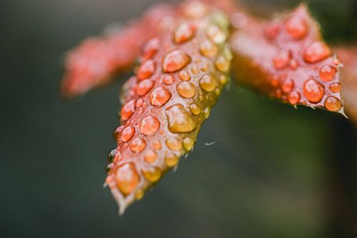 Rode herfst bladeren met regen druppels, macro fotografie