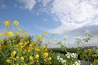 Herik and Whistlewort in spring