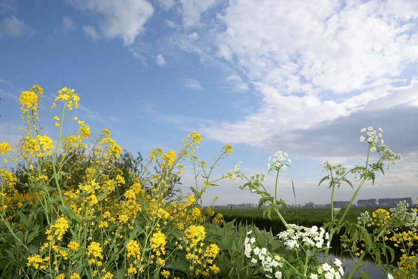 Herik and Whistlewort in spring by A'da de Bruin