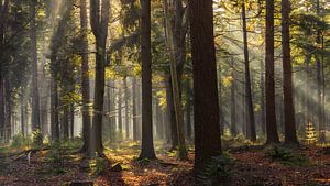 Forstwirtschaft Veenhuizen in Drenthe im Herbst