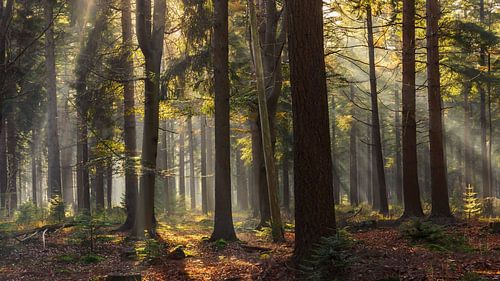 Boswachterij Veenhuizen in Drenthe in de herfst