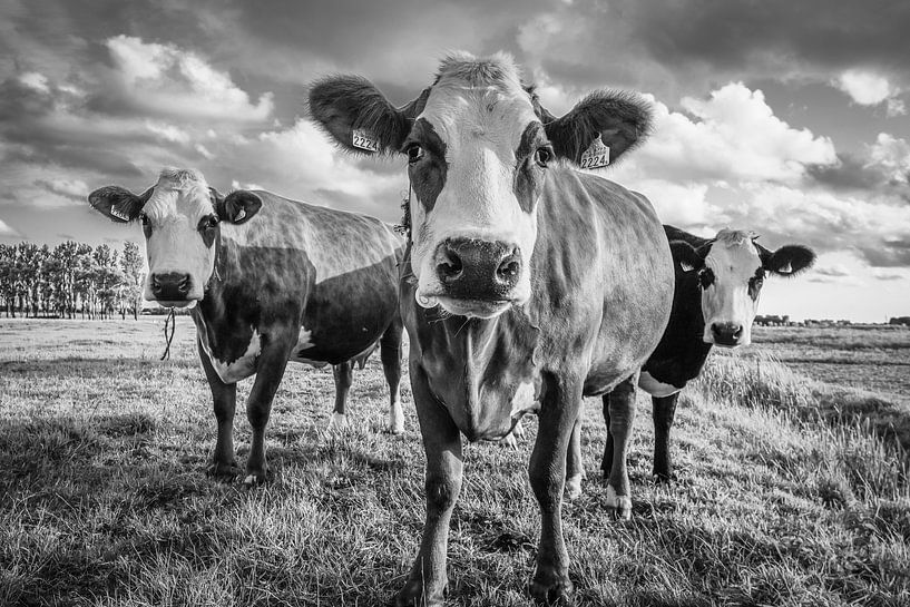 beautiful girls by Dirk van Egmond