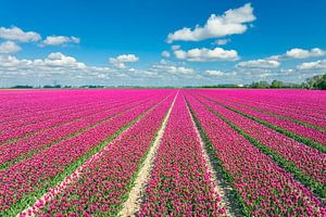 Tulpen, die im Frühling auf landwirtschaftlichen Feldern wachsen, gesehen von